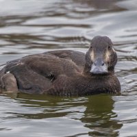 турпан. :: юрий макаров турпан. :: юрий макаров