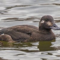 турпан. :: юрий макаров турпан. :: юрий макаров