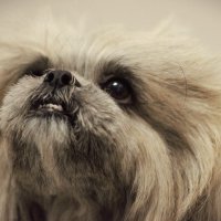 Лола :: Юрий Полторыхин.