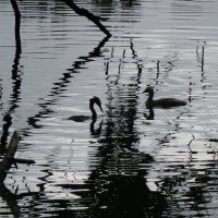 Магия монохрома :: Рита Симонова Магия монохрома :: Рита Симонова