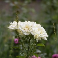 Розы, :: Александр. AVG100 ---