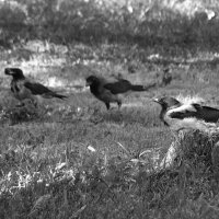 *** :: Сергей Сергеев