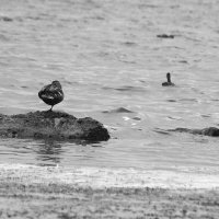 *** :: Сергей Сергеев