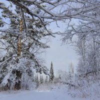 Зимний ералаш :: Нина северянка Зимний ералаш :: Нина северянка