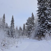 Морозный лес в парадном одеянье :: Нина северянка Морозный лес в парадном одеянье :: Нина северянка