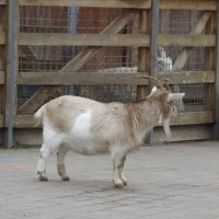 В зоопарке :: Freddy 97