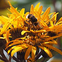 пью все мене мало :: Олег Лукьянов