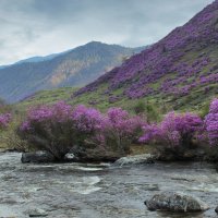 Сиреневые горы :: елена беликова Сиреневые горы :: елена беликова