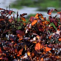 Цвет осени :: Павленко Михаил Цвет осени :: Павленко Михаил