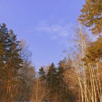 Зимний , солнечный день в смешанном лесу . Бердск . :: Мила Бовкун