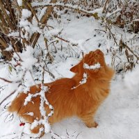 Кот Семён :: Светлана Кузнецова