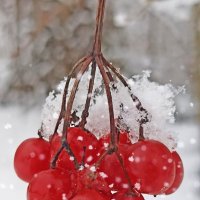 Калинка :: Светлана Кузнецова