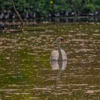 Пруд :: Jakob Dick Пруд :: Jakob Dick