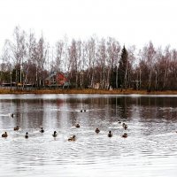 Утки плывут за угощением. :: Милешкин Владимир Алексеевич 