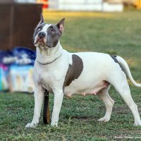 Американский стаффордширский терьер. :: Светлана Ищенко