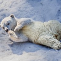 Белый :: SanSan 