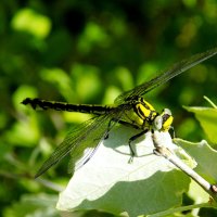 В подлеске :: Константин Штарк В подлеске :: Константин Штарк