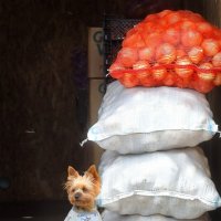 Ох рано, встаёт охрана. :: Татьяна Бравая