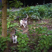 Игры :: Владимир Кроливец Игры :: Владимир Кроливец