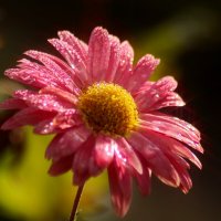 Доброе утро :: Юрий. Шмаков Доброе утро :: Юрий. Шмаков