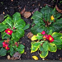 8 декабря 2025 года в Самаре . Триптих. Часть 3. :: MILAV V