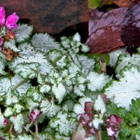 8 дакабря 2025 года в Самаре. Триптих. Часть1. :: MILAV V 8 дакабря 2025 года в Самаре. Триптих. Часть1. :: MILAV V