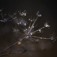 природные узоры :: Роман Самарский