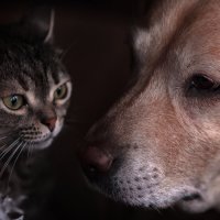 ... :: Игорь Хижняк ... :: Игорь Хижняк