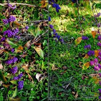 Адлер. Дендропарк "Южные культуры" :: Нина Бутко