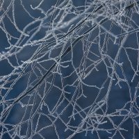 **** :: Елизавета .