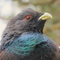 Гость нашего двора :: Ольга Митрофанова