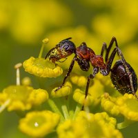 На цветке :: Андрей Пристяжнюк