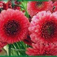 Цветок герберы — это тайна :: Ольга Довженко