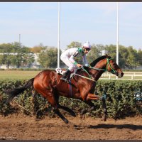 Скачки. :: Александр. AVG100 --- Скачки. :: Александр. AVG100 ---