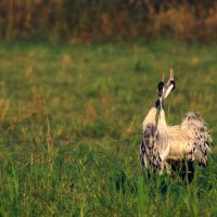 В золоте утра :: svabboy photo