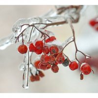 Ягодки :: ZNatasha - Ягодки :: ZNatasha -