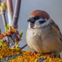 спокойное утро :: Виталий Емельянов спокойное утро :: Виталий Емельянов
