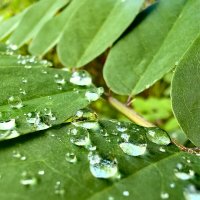 Роса :: Елена 