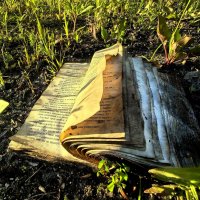 Забвение. :: Елена 