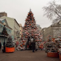 Апельсиновая :: Лилия .