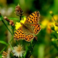 опять про бабочек...149 :: Александр Прокудин опять про бабочек...149 :: Александр Прокудин