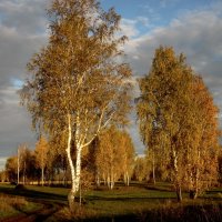 Край берёзовый, белоствольный мой, величав-красив ты любой порой. :: nadyasilyuk Вознюк