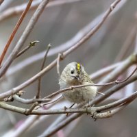 Королек :: Владимир Лазарев