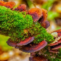 ***** :: Виталий Емельянов