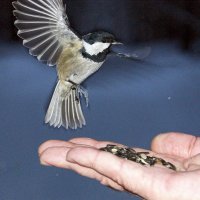 В полете :: Галина Нестратова В полете :: Галина Нестратова