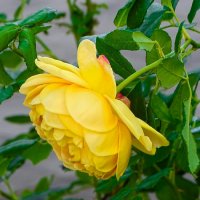 Зимой о цветах. :: Милешкин Владимир Алексеевич Зимой о цветах. :: Милешкин Владимир Алексеевич