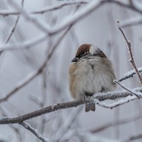 *** :: Виктор Иванович Чернюк *** :: Виктор Иванович Чернюк