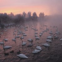 Рассвет над озером Светлое :: елена беликова Рассвет над озером Светлое :: елена беликова