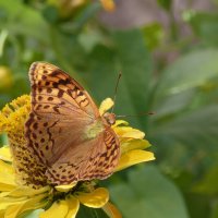 Бабочка на цветке :: Валентин Семчишин