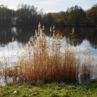 Картинки осени :: Рита Симонова Картинки осени :: Рита Симонова